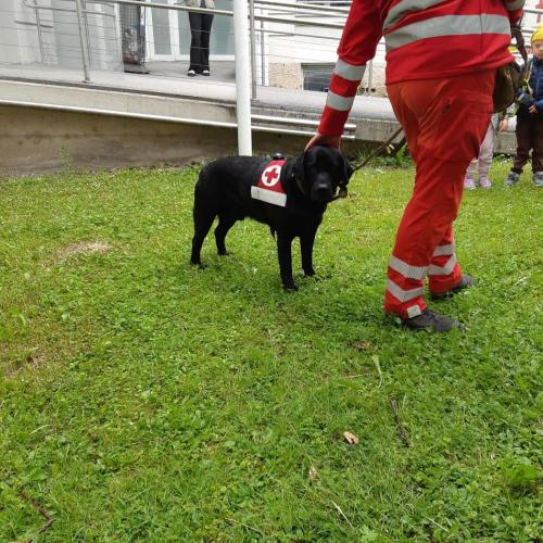 Rettung Hund